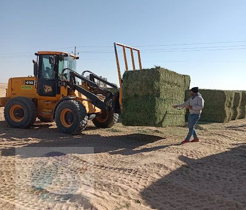 برسيم حجازى عالي الجودة