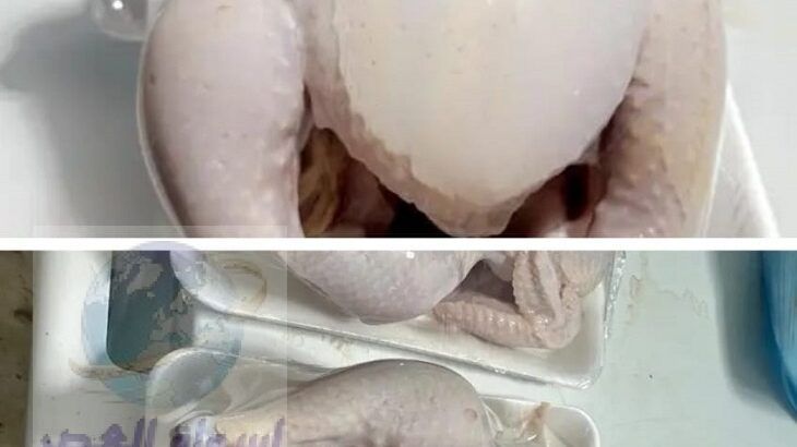 دجاج مبرد طازج يومي, دجاج لاحم طازج بالسعودية