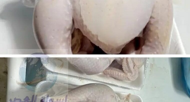دجاج لاحم لذيذ وطازج, دجاج طازج بالجملة فى السعودي